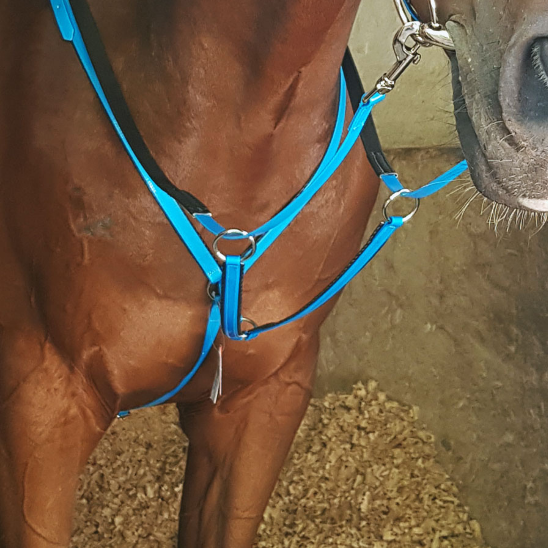 Breast Plate Y Type Biothane